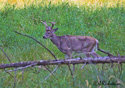 Odocoileus virginianus